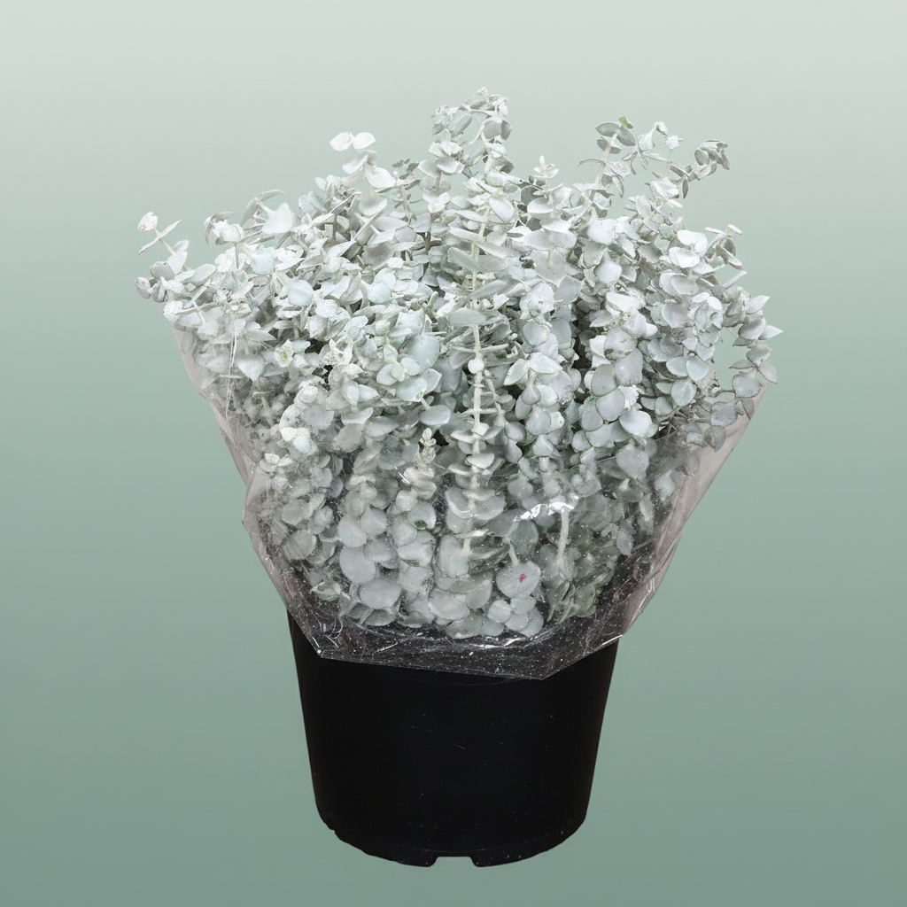 Wax Eucalyptus Baby Blue