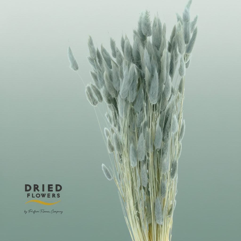 Dried Bleached Lagurus Grey