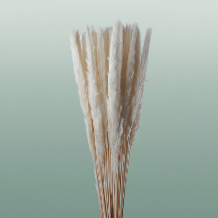 Dried Bleached Cortaderia Fluffy