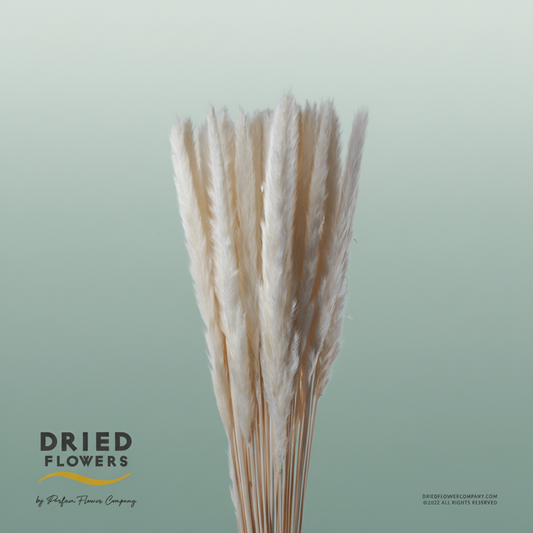 Dried Bleached Cortaderia Fluffy Red