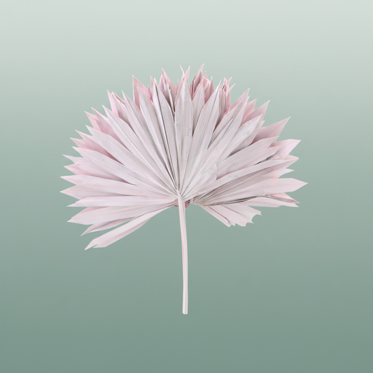 Dried Palm Sun Light Pink