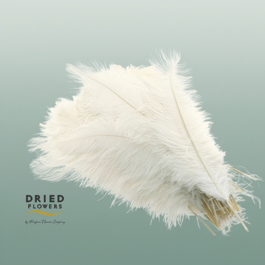 Dried Ostrich Feather White Big