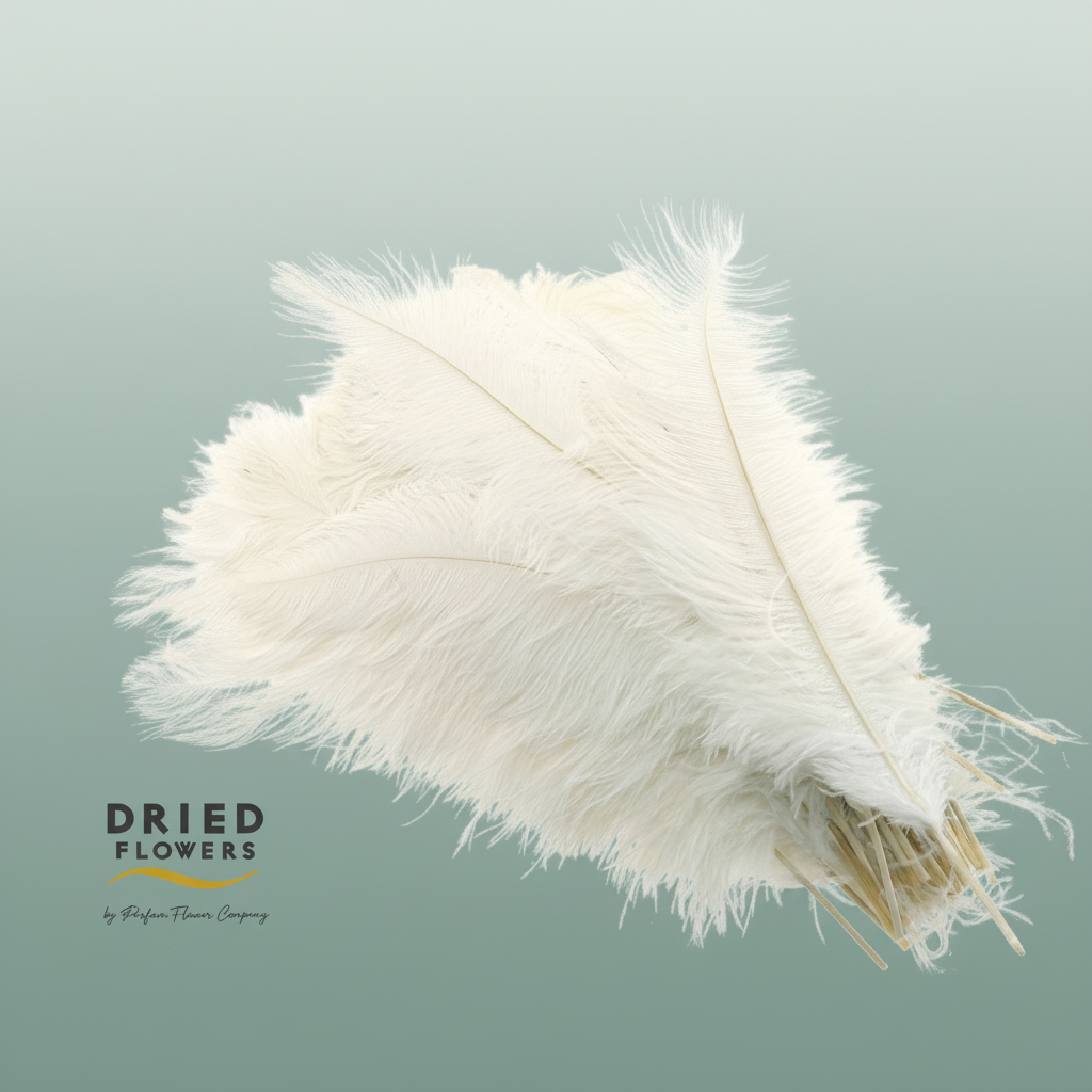 Dried Ostrich Feather White Big