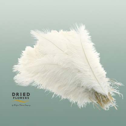 Dried Ostrich Feather White Big