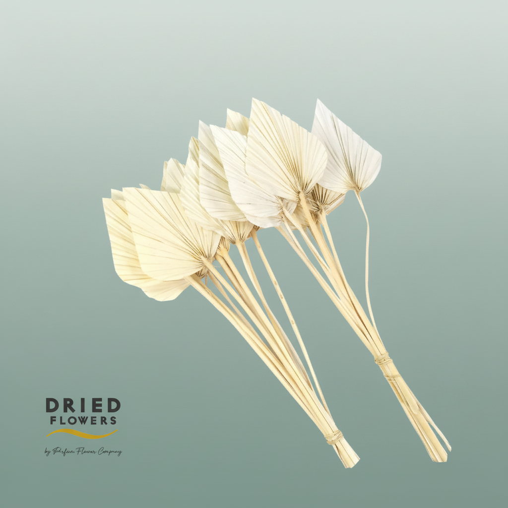 Dried Bleached Palm Spear Small