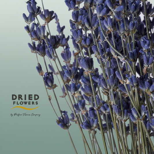 Dried Lavender Dark Blue