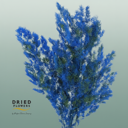 Dried Bleached Asparagus Retrofractus Smash Color