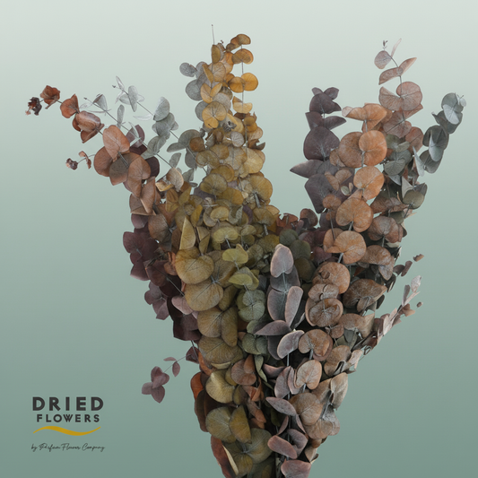 Dried Bleached Eucalyptus Populus Autumn