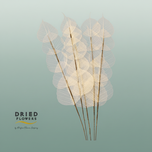 Dried Bleached Ficus Stem