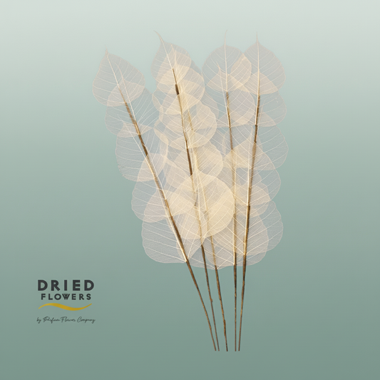 Dried Bleached Ficus Stem