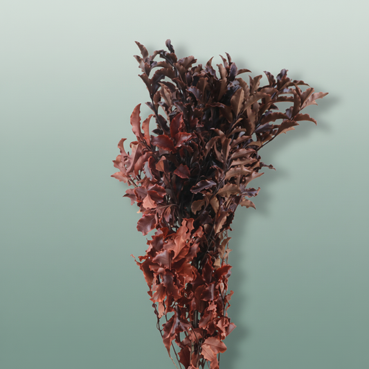 Pres Eucalyptus Pitosporum Nigra Red