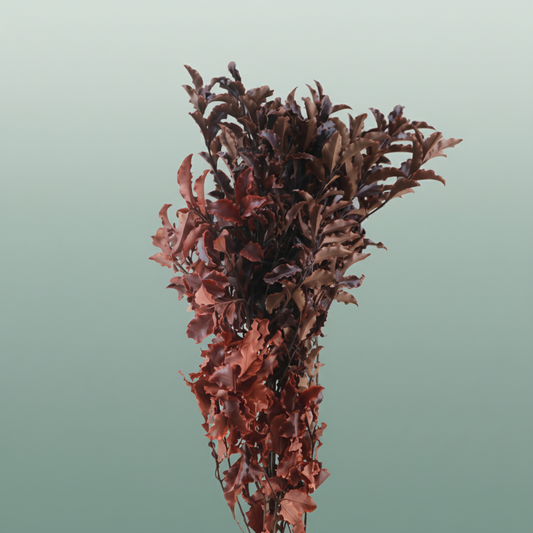 Pres Pitosporum Nigra Red