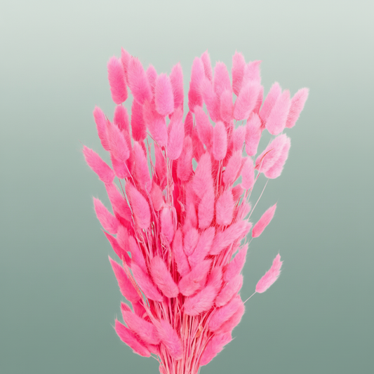 Dried Lagurus Bl Dark Pink