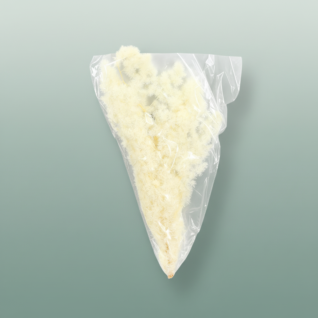 Dried Ming Fern Bleached