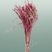 Dried Artz Rice Grass Rafael