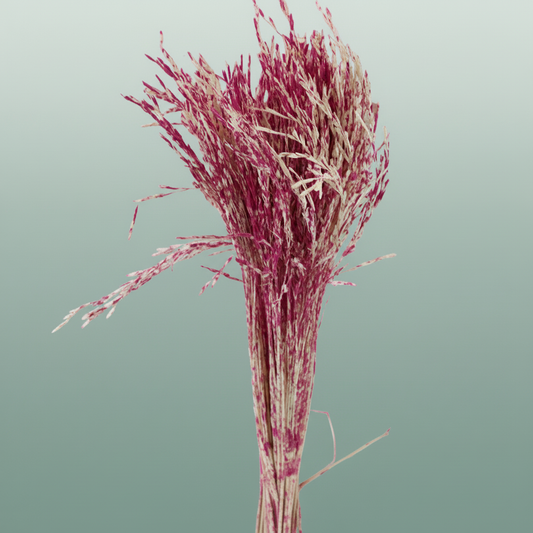 Dried Artz Rice Grass Rafael