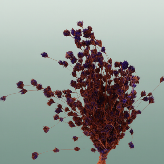 Dried Artz Wheep Bamboo Vermeer