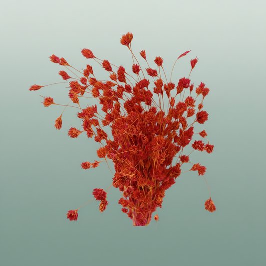 Dried Artz Wheep Bamboo Dali