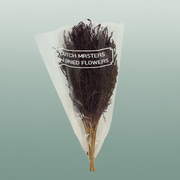 Dried Umbr. Sedge Sm. Leaf Purple