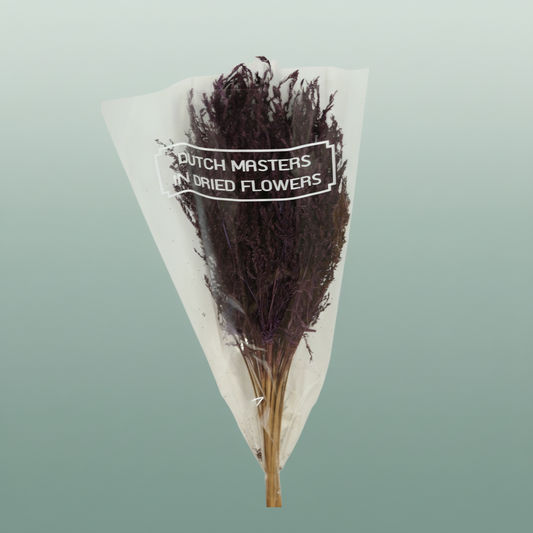 Dried Umbr. Sedge Sm. Leaf Purple