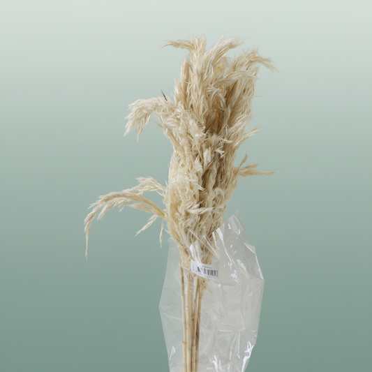 Dried Wooly Pampas Bleached