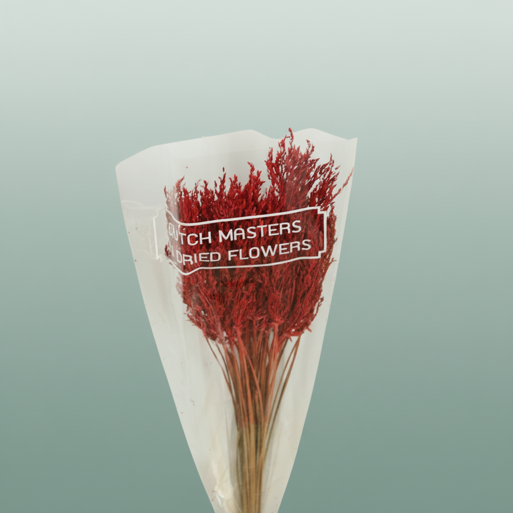 Dried Umbr. Sedge Sm. Leaf Red
