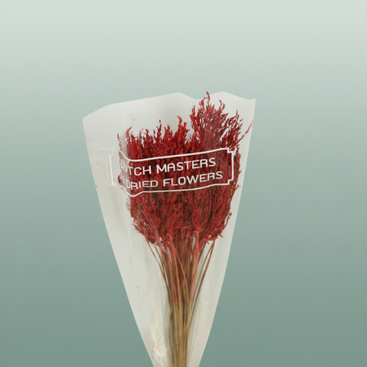 Dried Umbr. Sedge Sm. Leaf Red