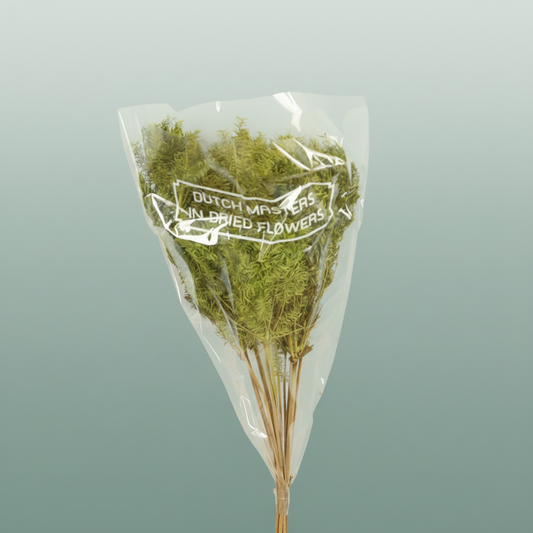 Dried Umbr. Plant Green