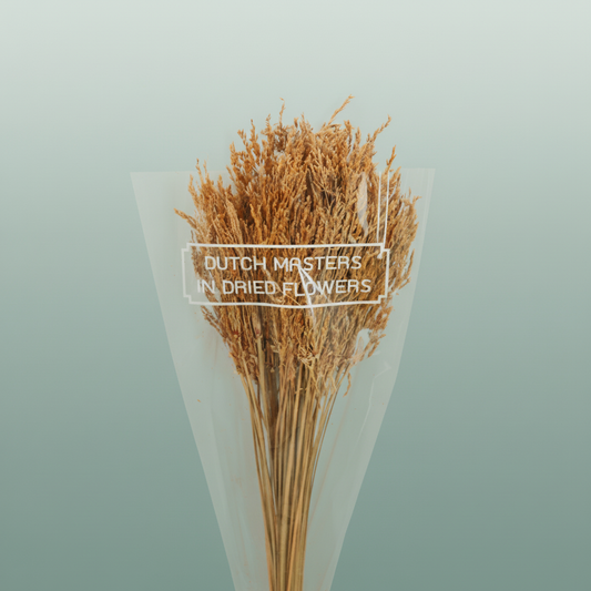 Dried Umbr. Sedge Sm. Leaf Natural