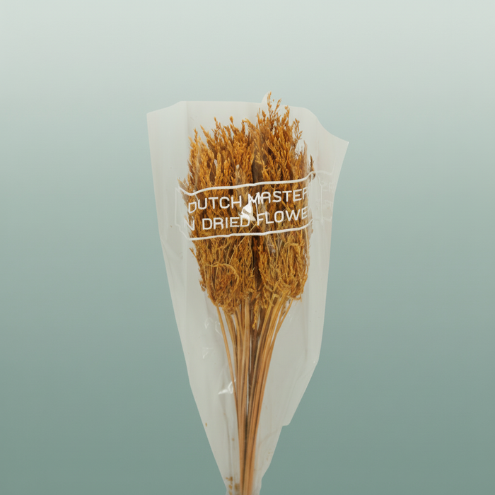 Dried Umbr. Sedge Sm. Leaf Yellow