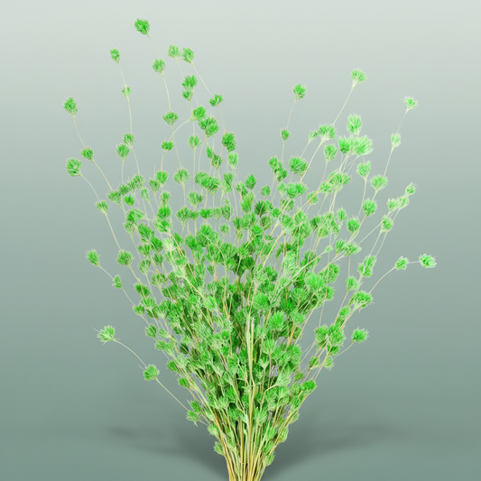 Dried Wheep. Bamboo Green