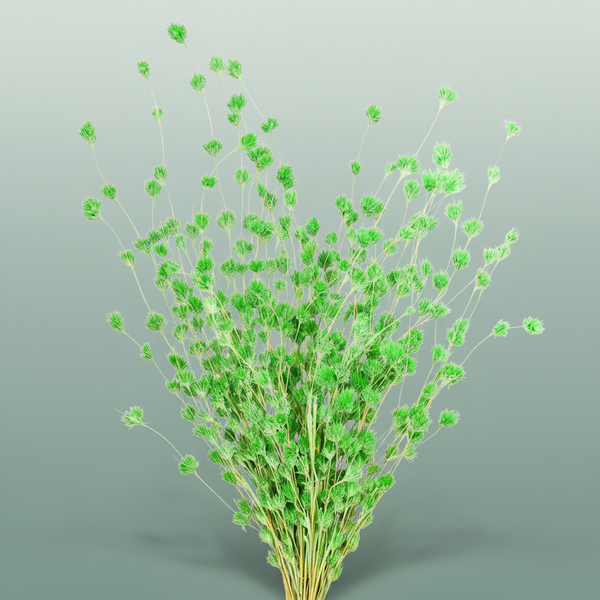 Dried Wheep. Bamboo Green