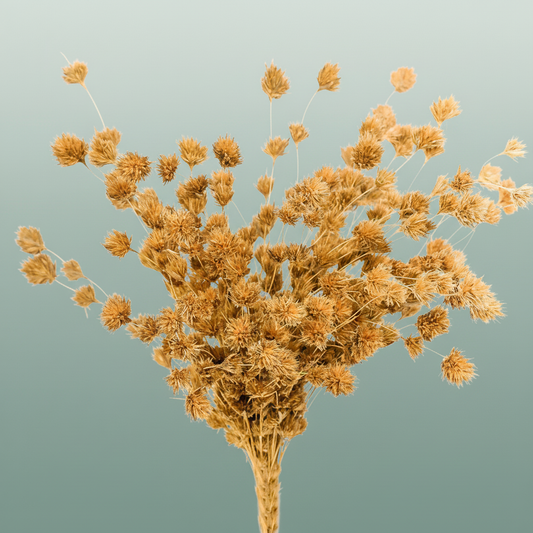 Dried Wheep. Bamboo Natural