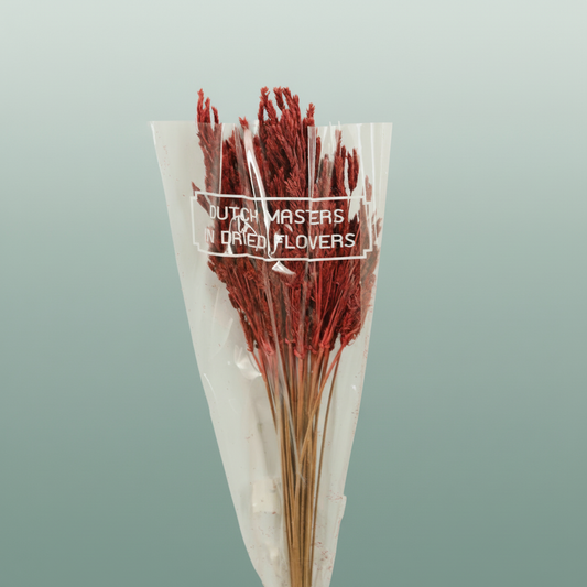 Dried Umbr. Sedge Big Leaf Red