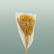 Dried Umbr. Plant Yellow