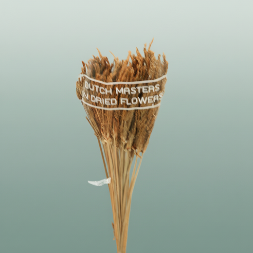 Dried Umbr. Sedge Big Leaf Natural