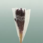 Dried Umbr. Sedge Big Leaf Purple
