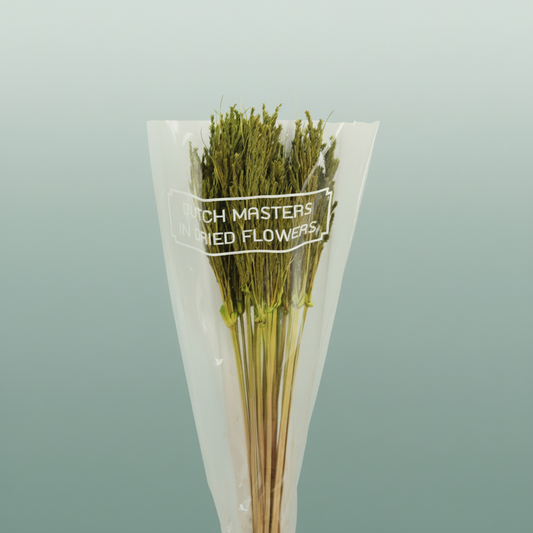 Dried Umbr. Sedge Big Leaf Green