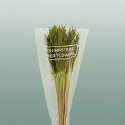 Dried Umbr. Sedge Big Leaf Green