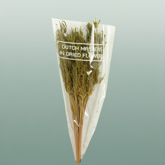 Dried Umbr. Sedge Sm. Leaf Green