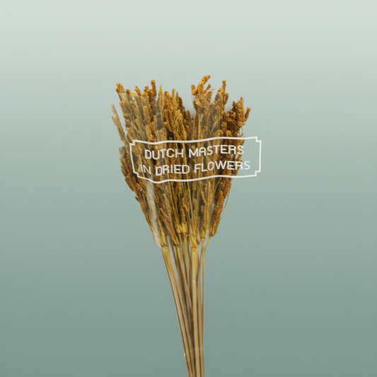 Dried Umbr. Sedge Big Leaf Yellow