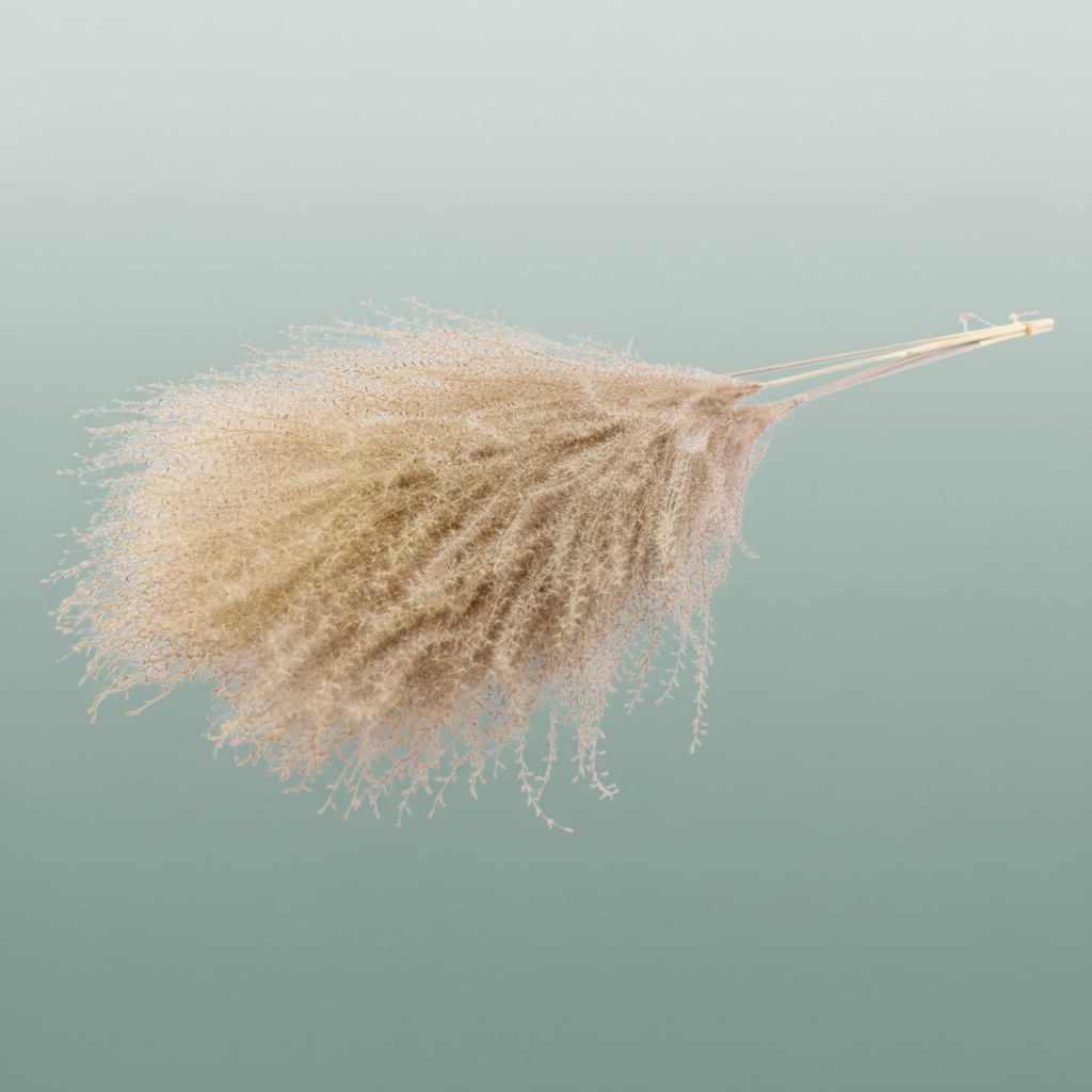 Dried Silvergrass Xl Natural