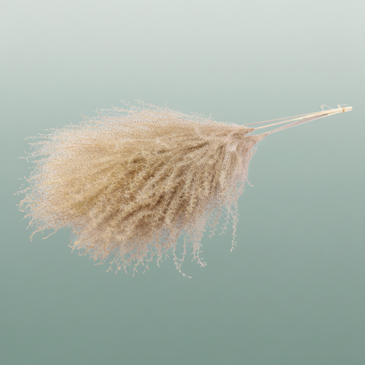 Dried Silvergrass Xl Natural