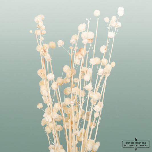 Dried Papermulberry Bleached Extra