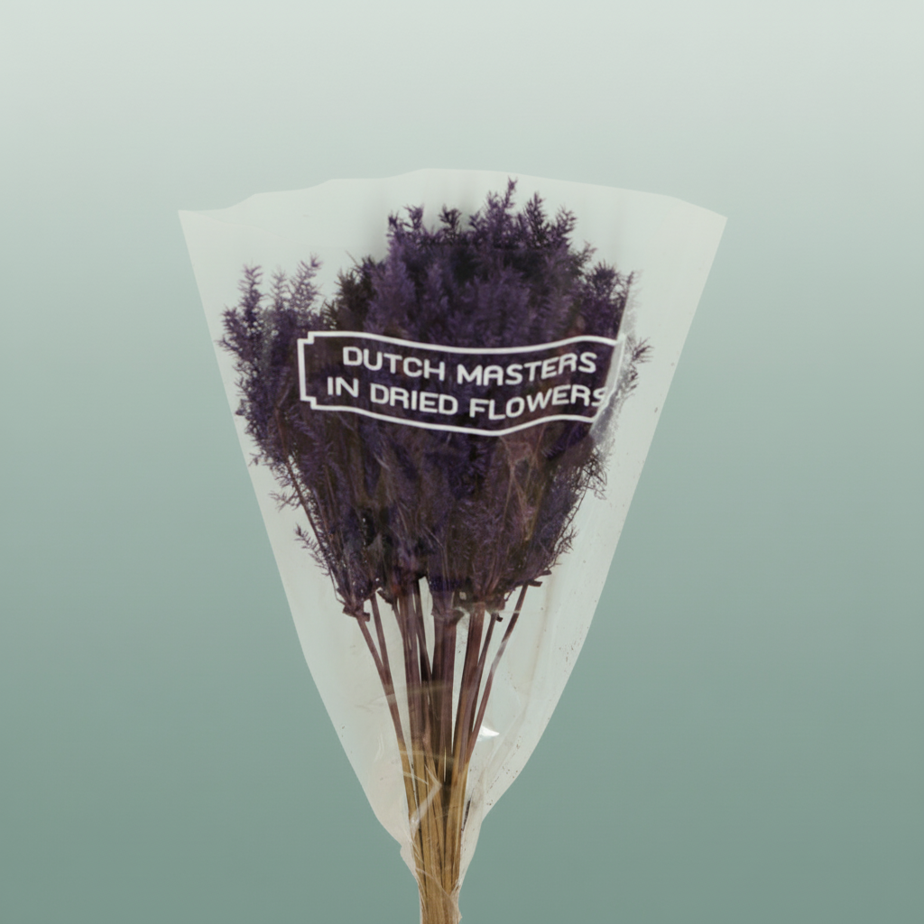 Dried Umbr. Plant Purple