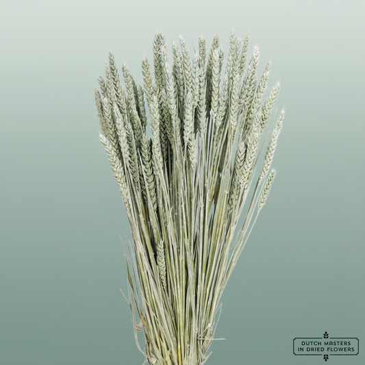 Dried Triticum Frosted Light Blue