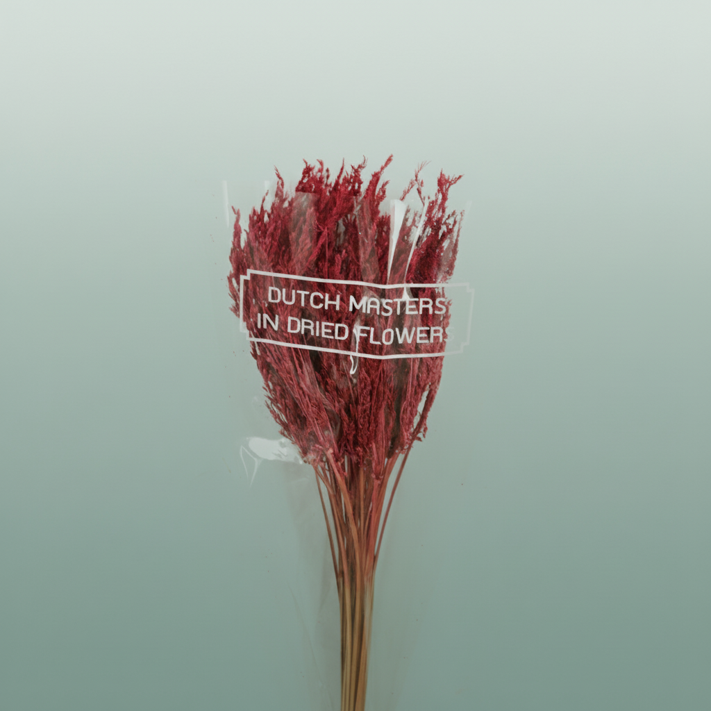 Dried Umbr. Sedge Sm. Leaf Pink