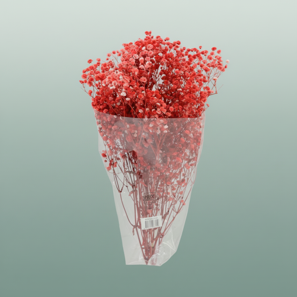 Pres Gypsophila Red