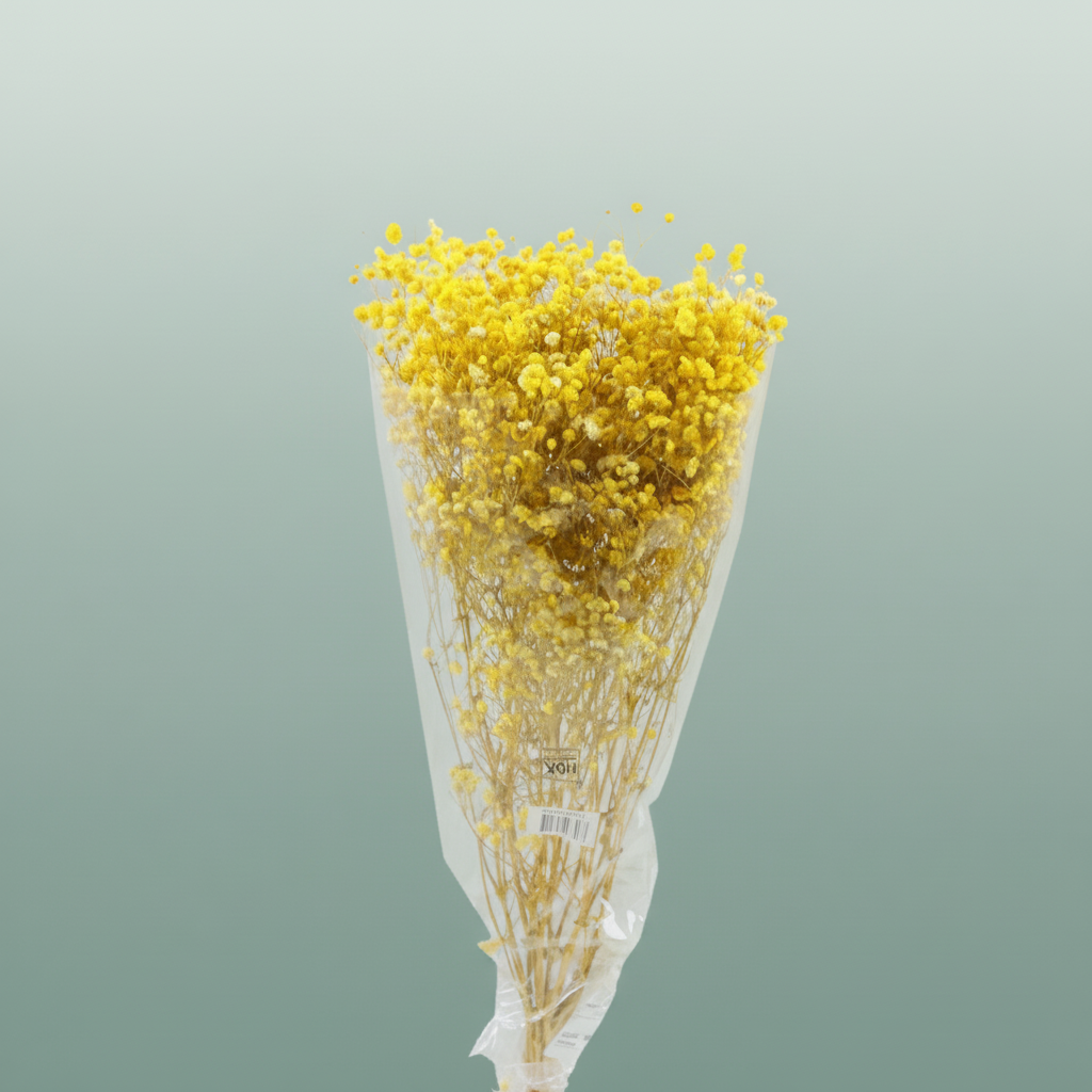 Pres Gypsophila Yellow