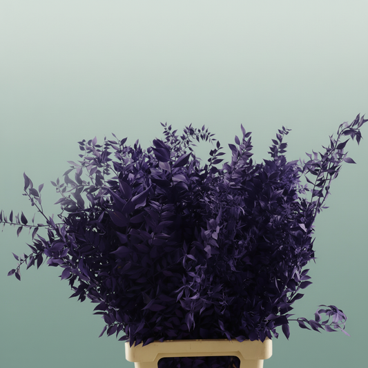 Pres Ruscus Purple